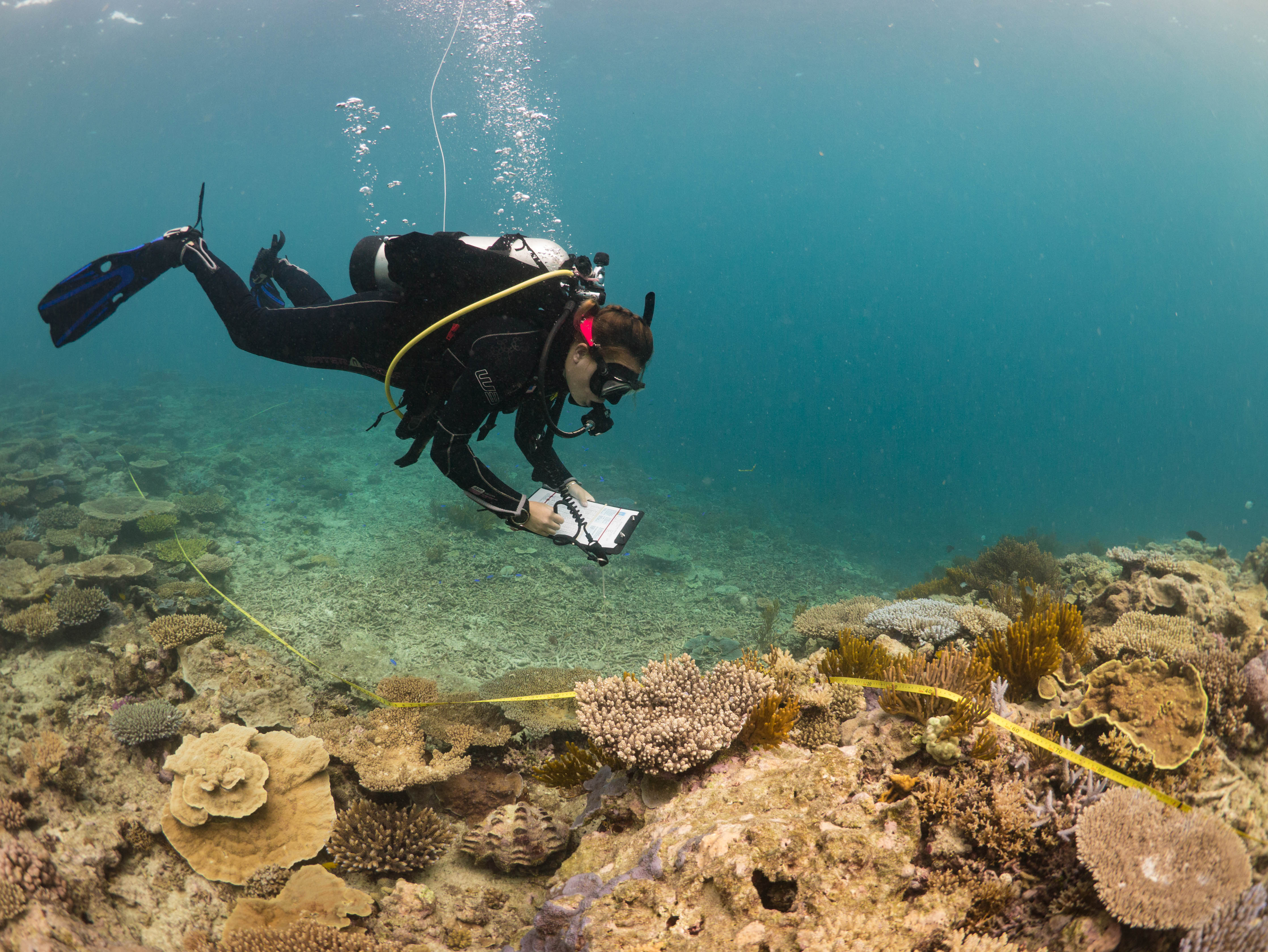 Coral Grotto Surveyor in Action credit Jodi Salmond